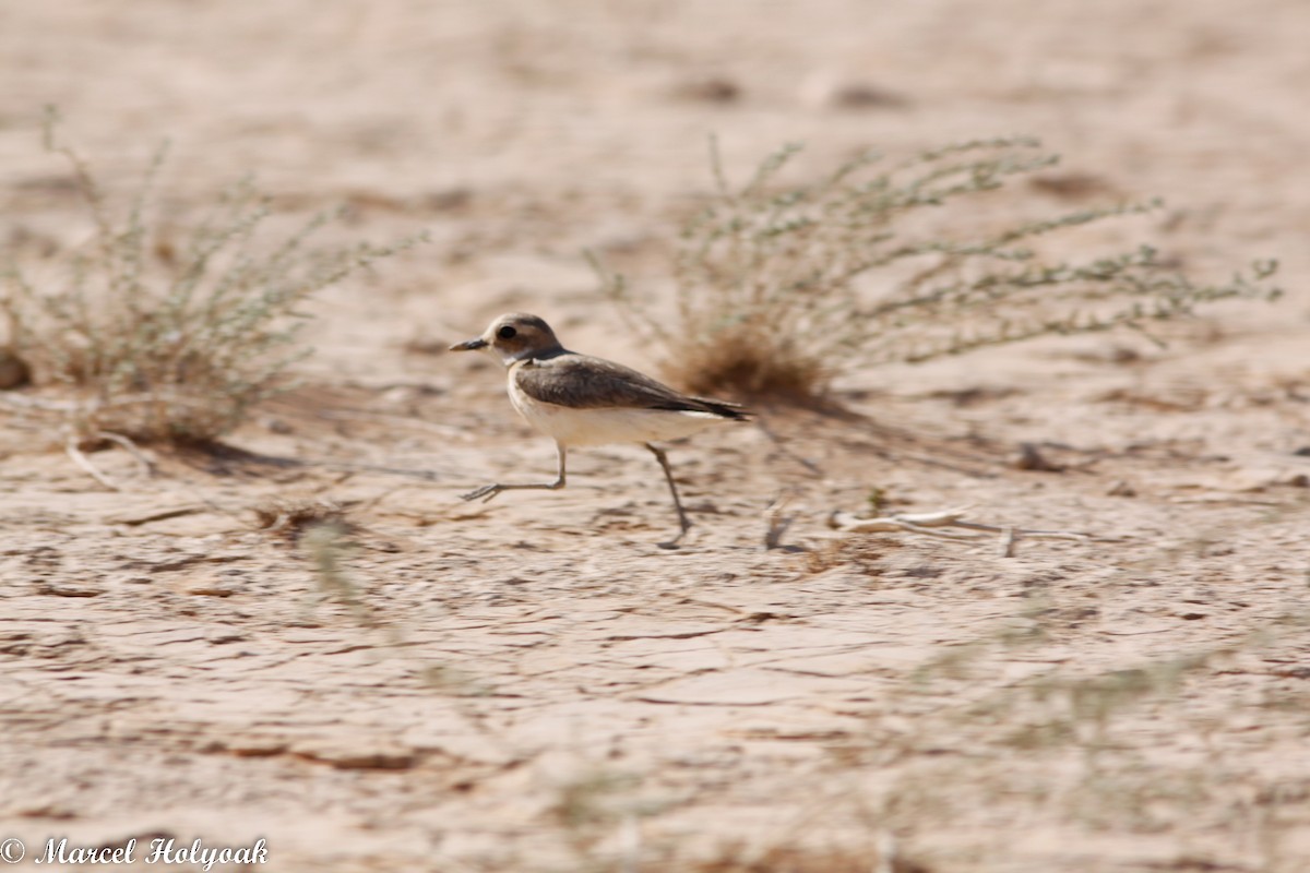 Greater Sand-Plover - ML532647221