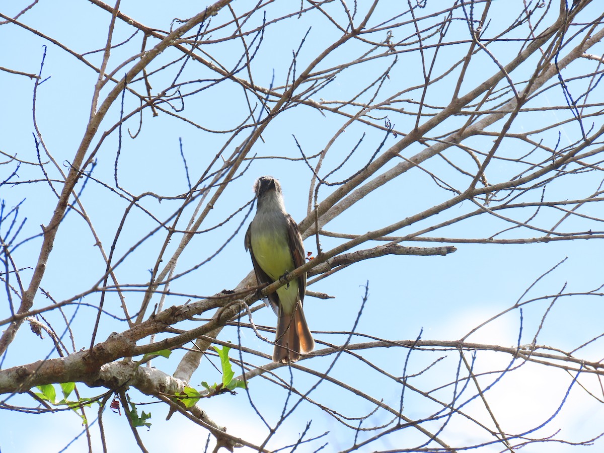 Stolid Flycatcher - Maureen  Brodoff