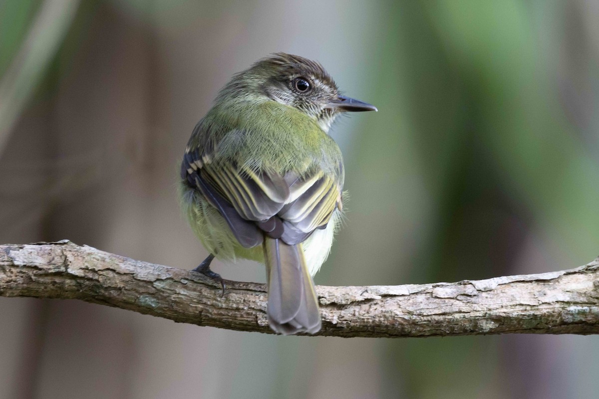 Sepia-capped Flycatcher - ML532648341