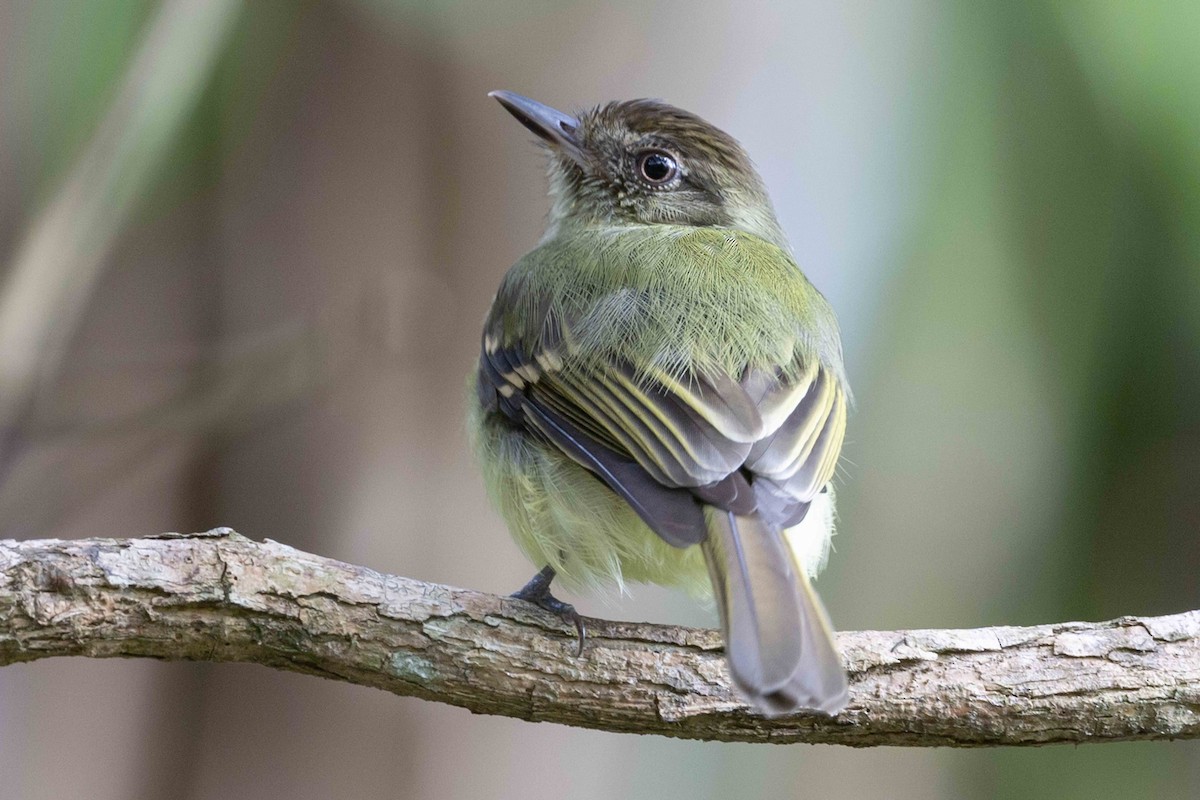 Sepia-capped Flycatcher - ML532648361