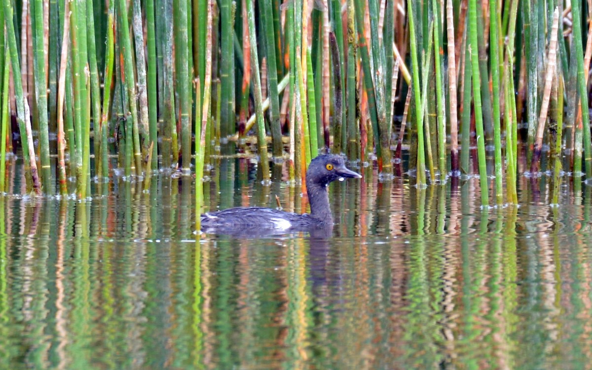 Least Grebe - Kyle Matera