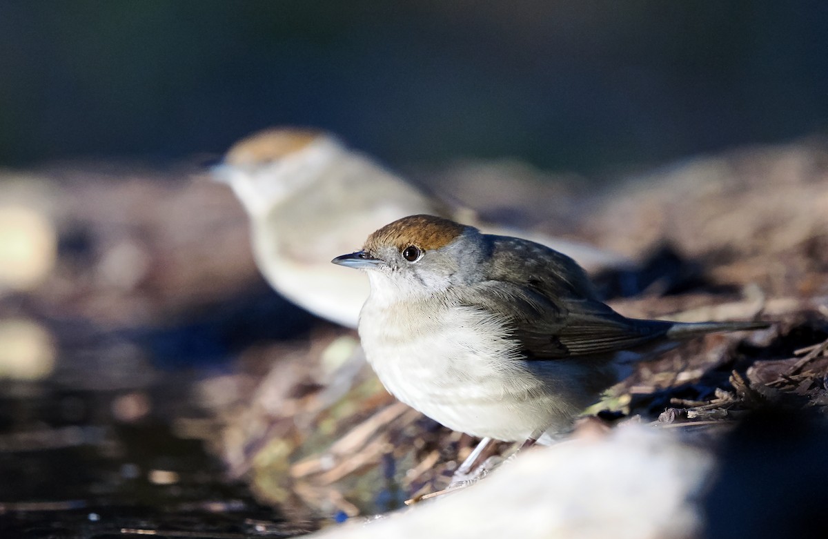 Eurasian Blackcap - ML532648911