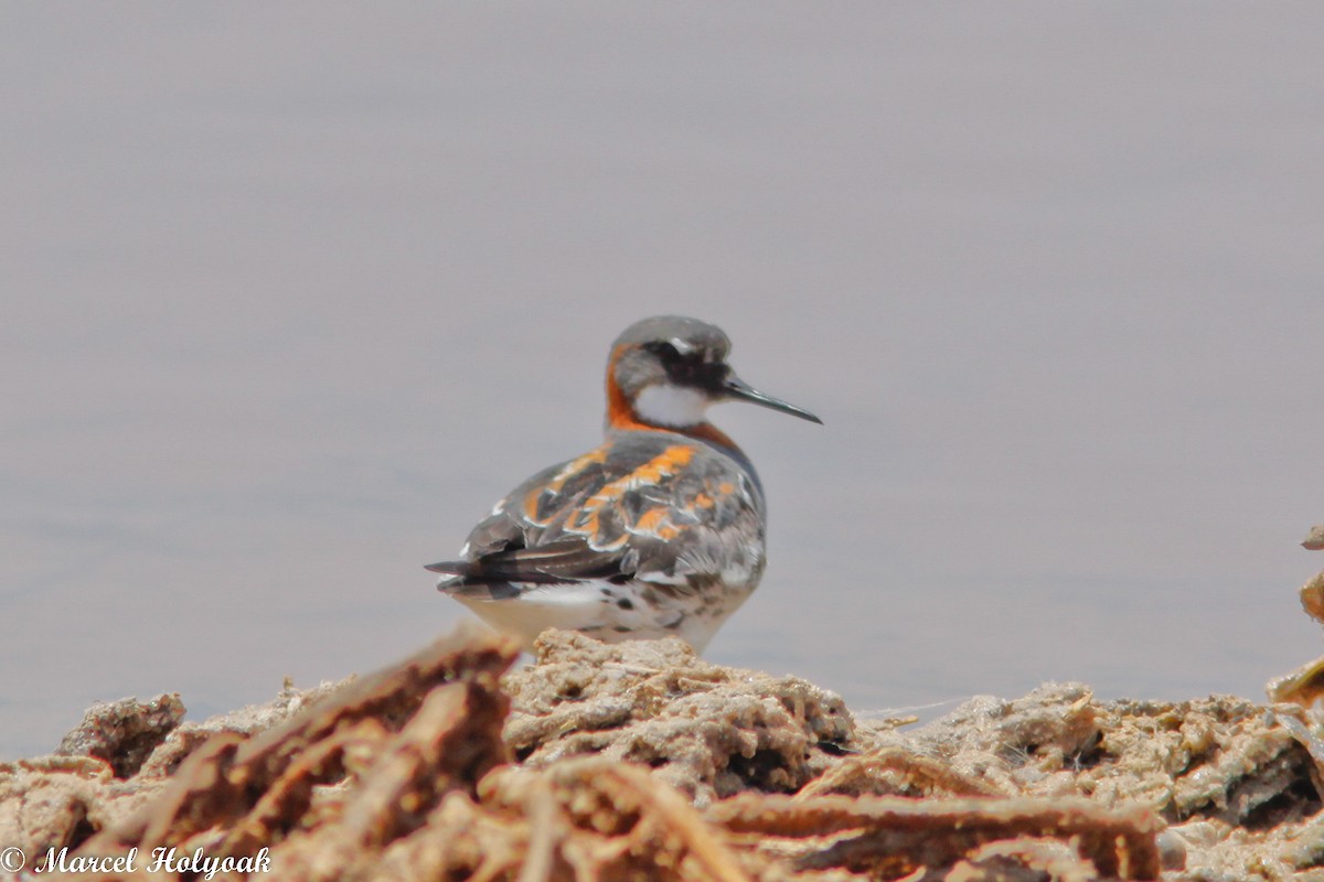 Red-necked Phalarope - ML532649451