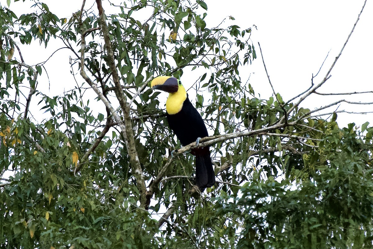 Yellow-throated Toucan - ML532649781