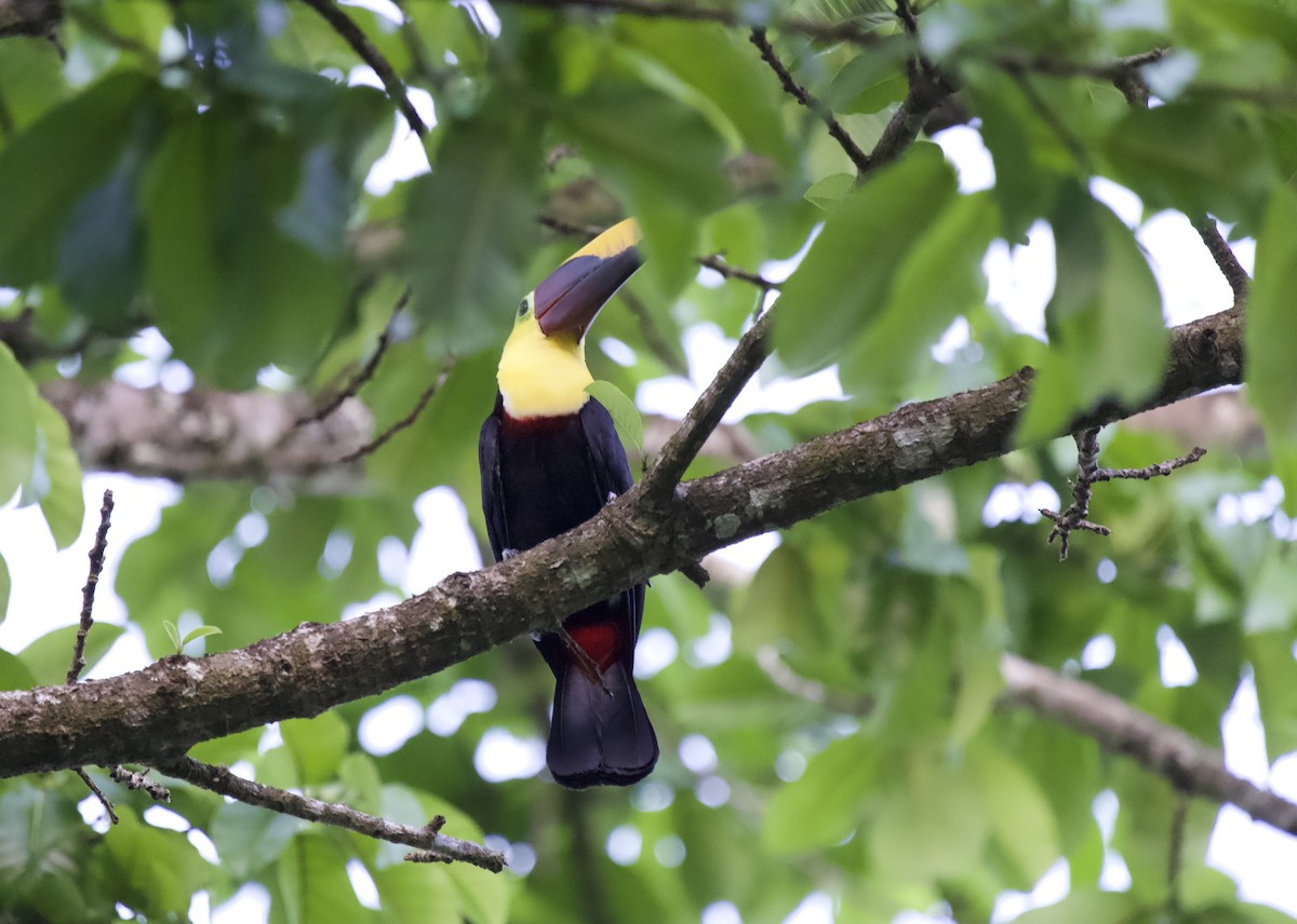 Yellow-throated Toucan - ML532649791