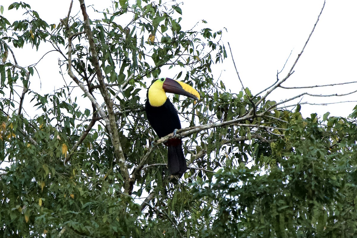 Yellow-throated Toucan - ML532649801