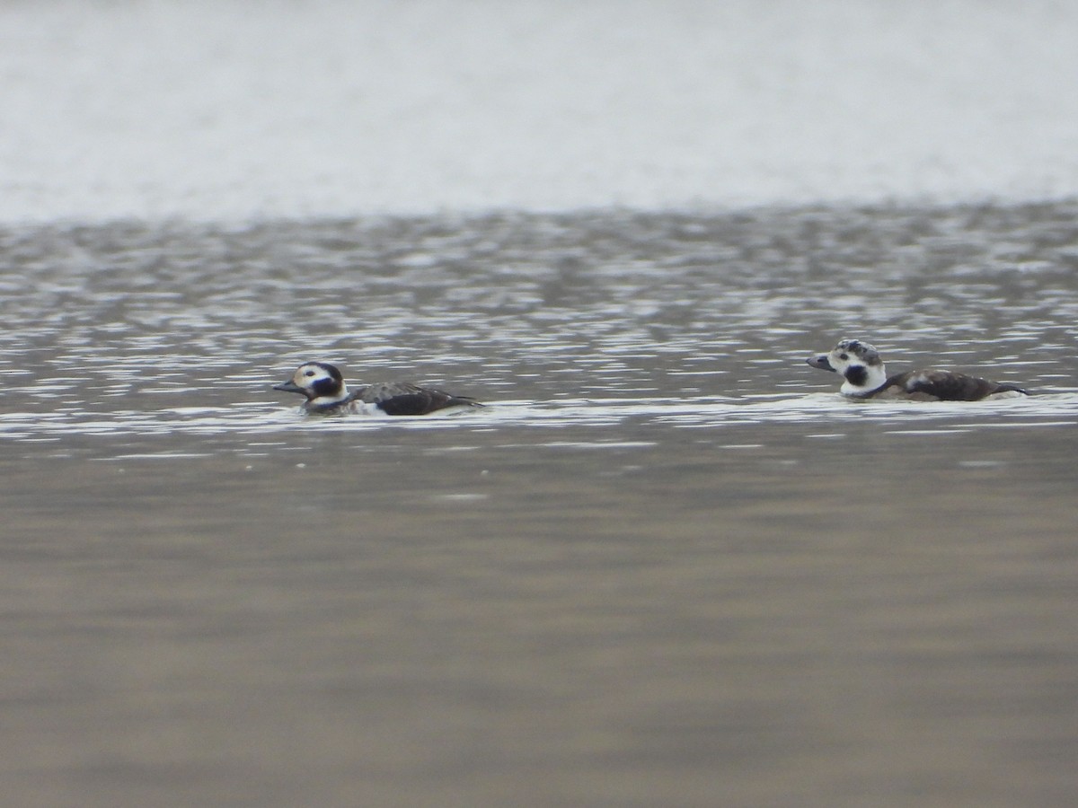 Long-tailed Duck - ML532650151