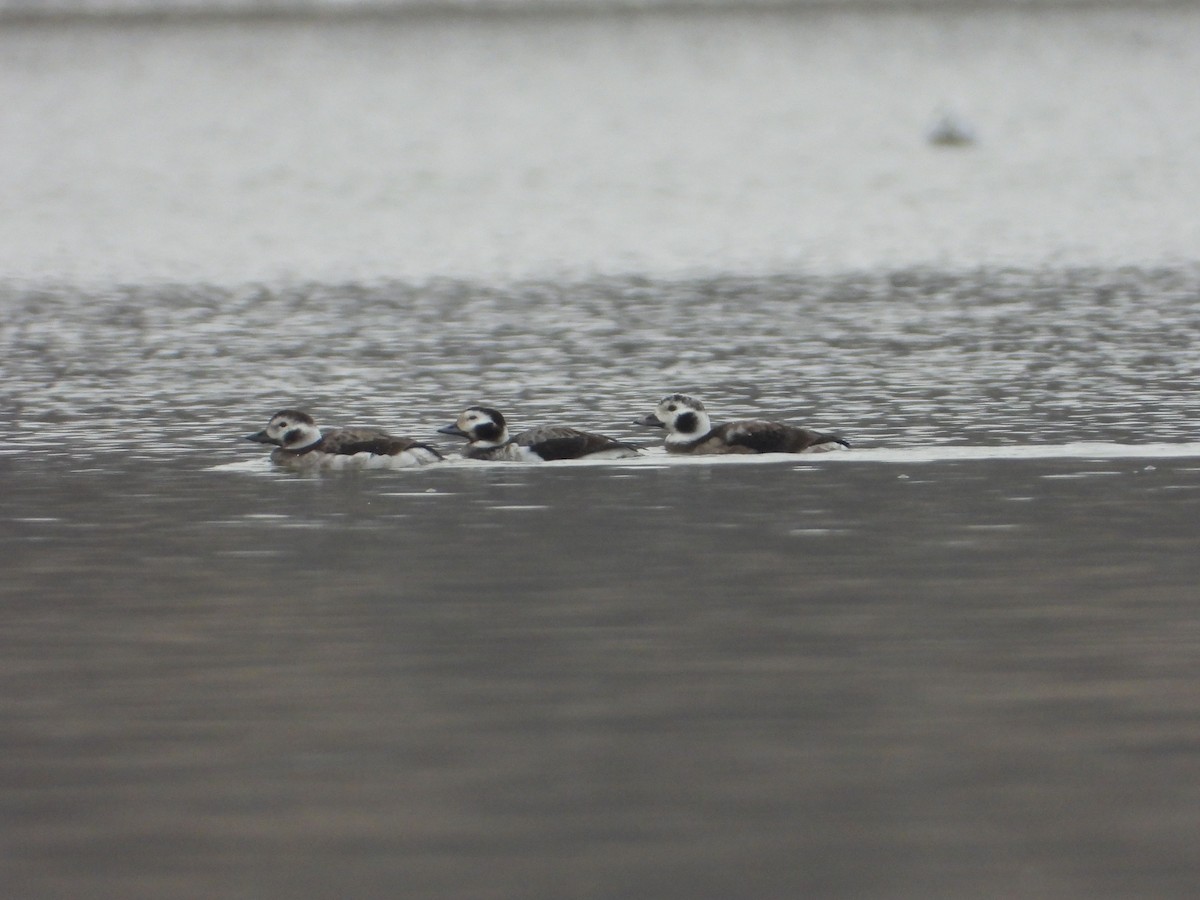 Long-tailed Duck - ML532650161