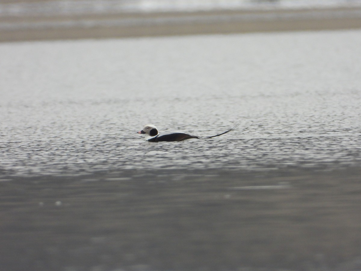 Long-tailed Duck - ML532650171