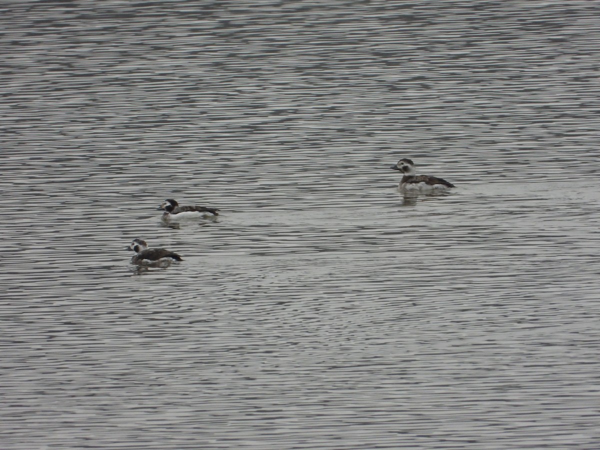 Long-tailed Duck - ML532650201