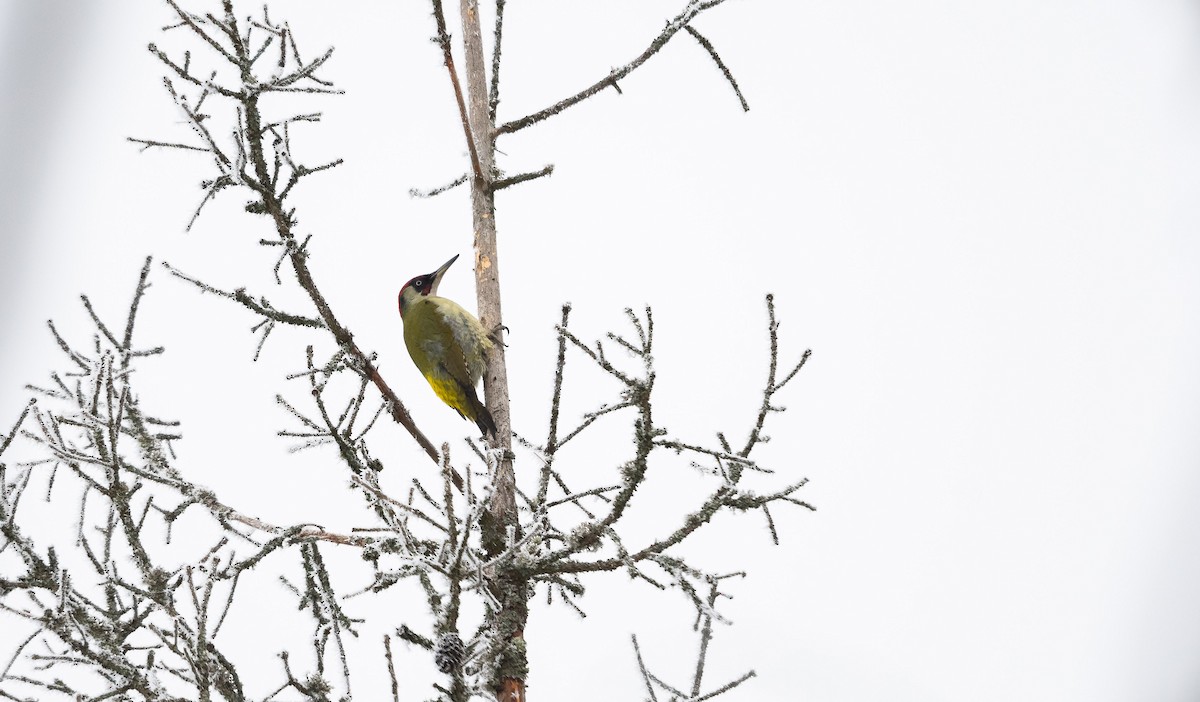 Eurasian Green Woodpecker (Eurasian) - ML532650901