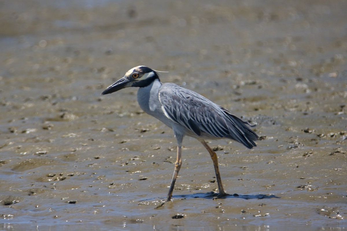 Yellow-crowned Night Heron - ML532651501