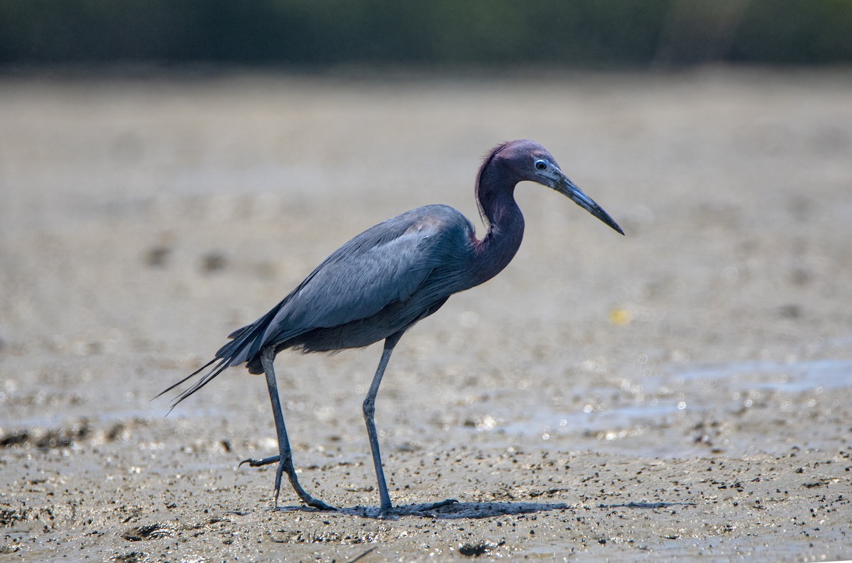 Little Blue Heron - ML532651531