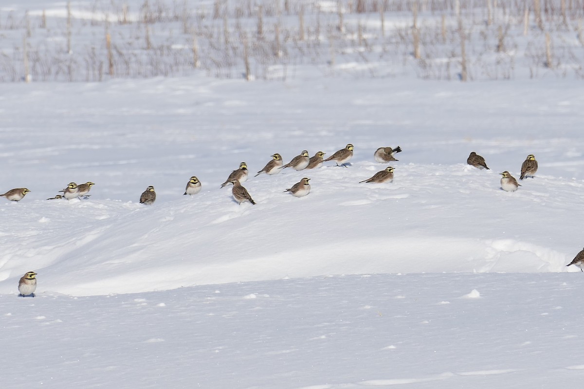 Horned Lark - ML532653161