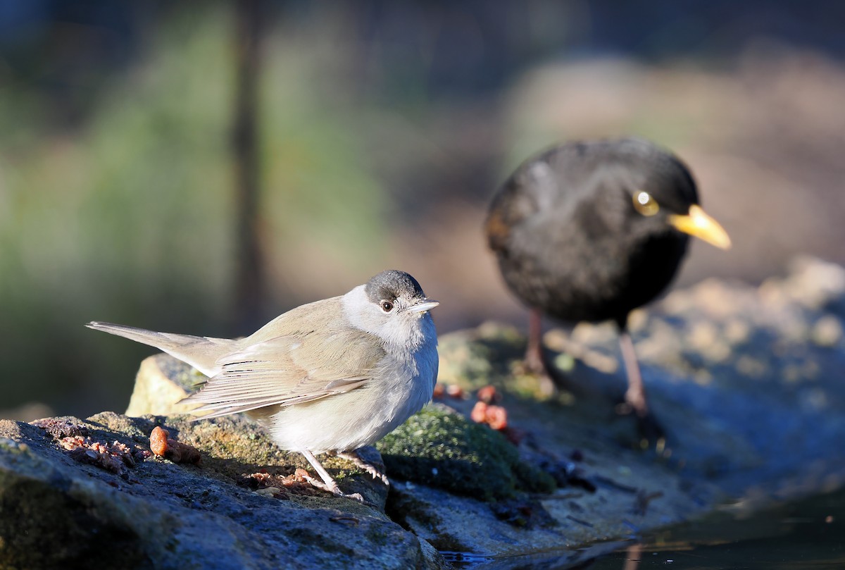 Eurasian Blackcap - ML532653441