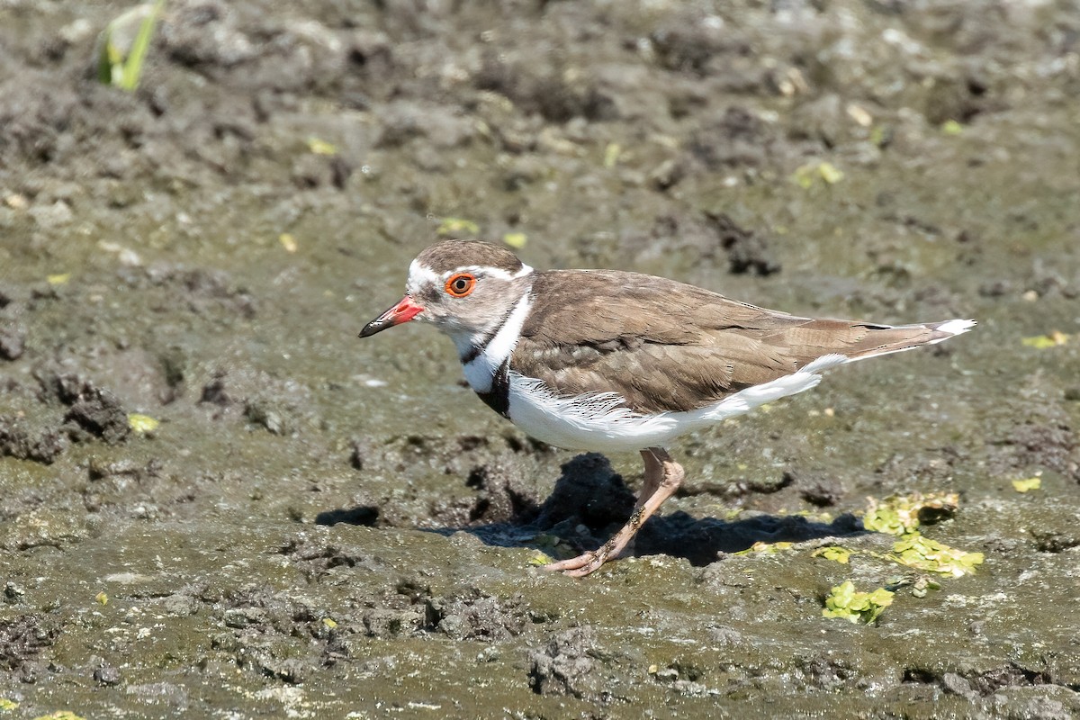 Three-banded Plover - ML532654731