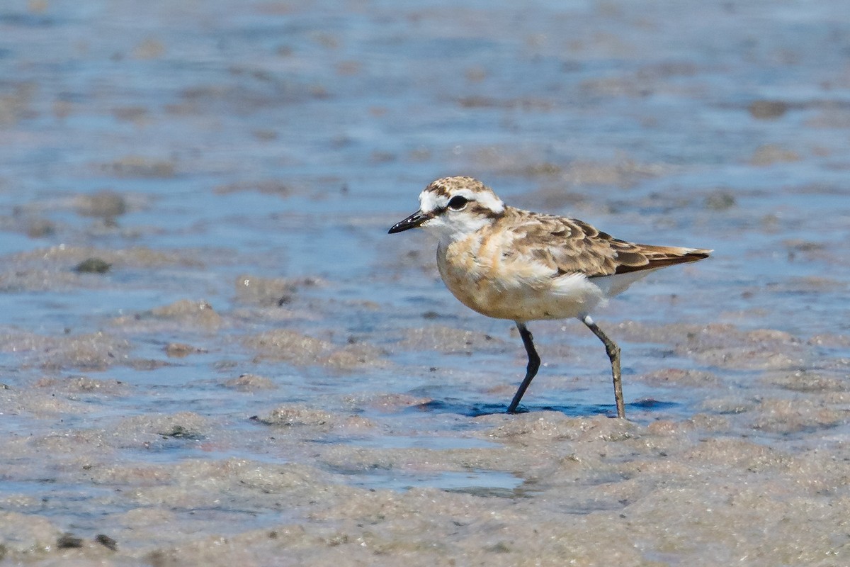 Kittlitz's Plover - ML532654801