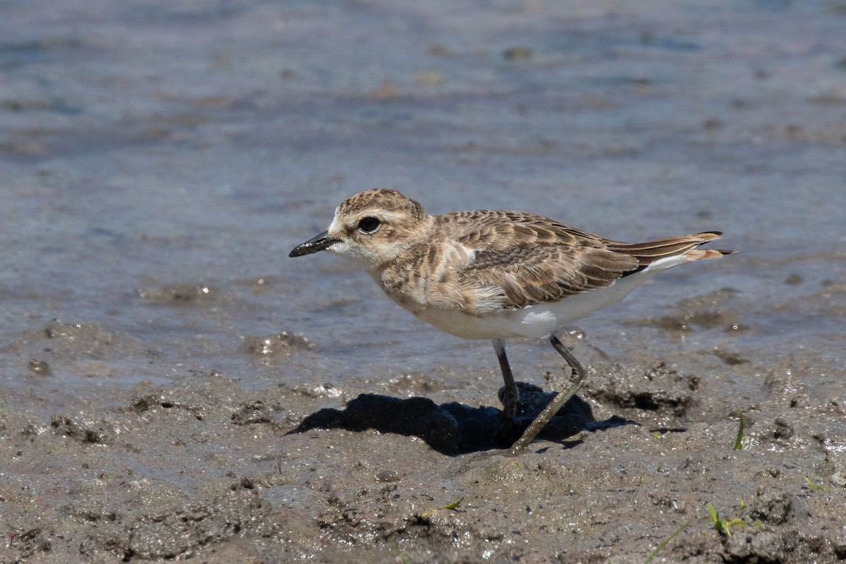 Kittlitz's Plover - ML532654811