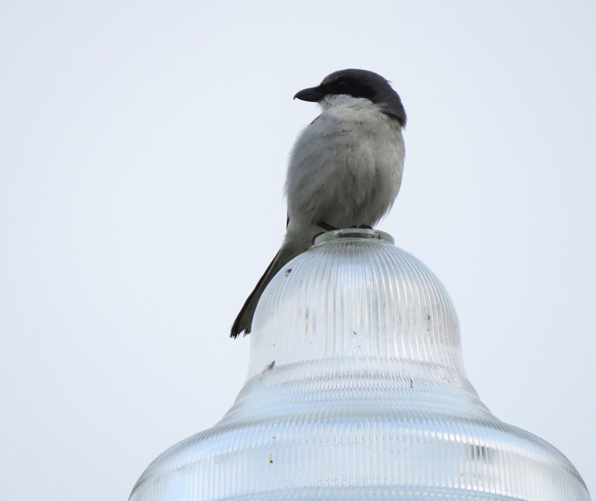 Loggerhead Shrike - ML532655251