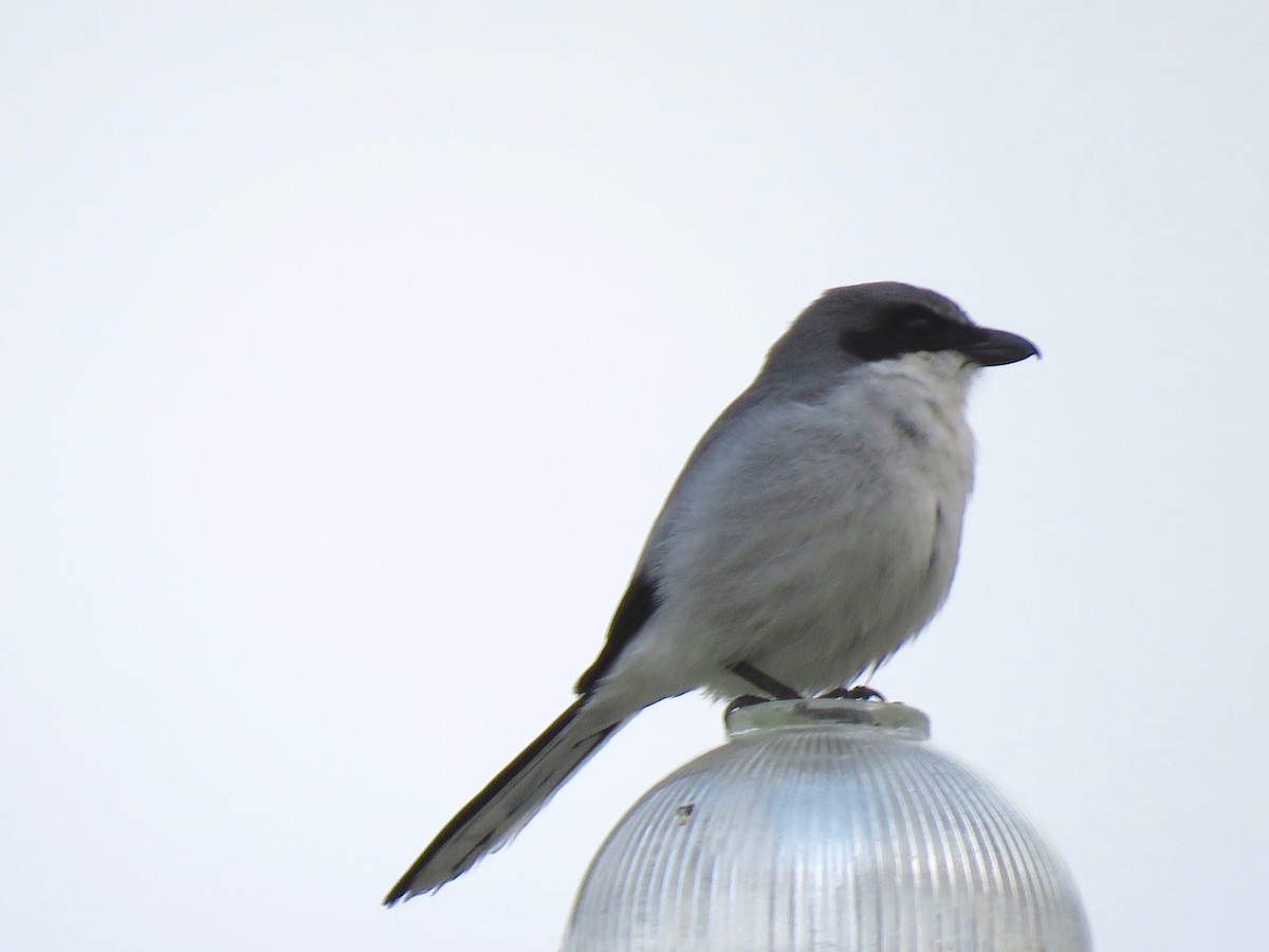 Loggerhead Shrike - ML532655261