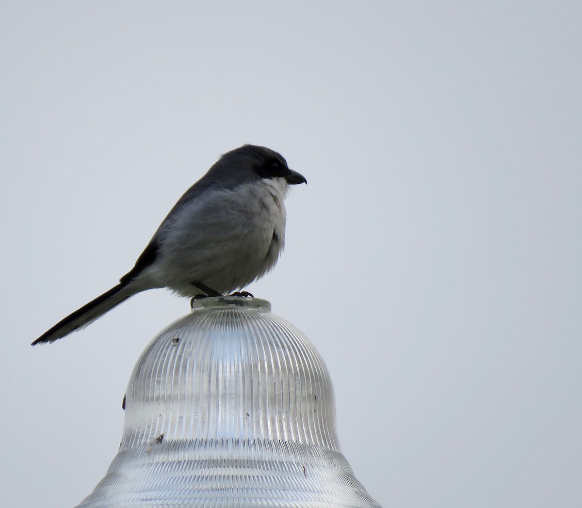 Loggerhead Shrike - ML532655271