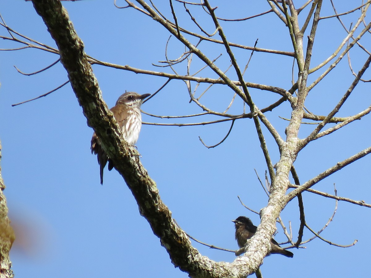 Stripe-breasted Rhabdornis - Jack Noordhuizen