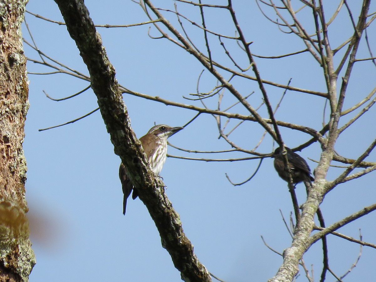 Stripe-breasted Rhabdornis - Jack Noordhuizen