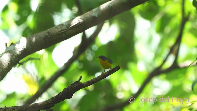 Tropical Parula - ML532655511