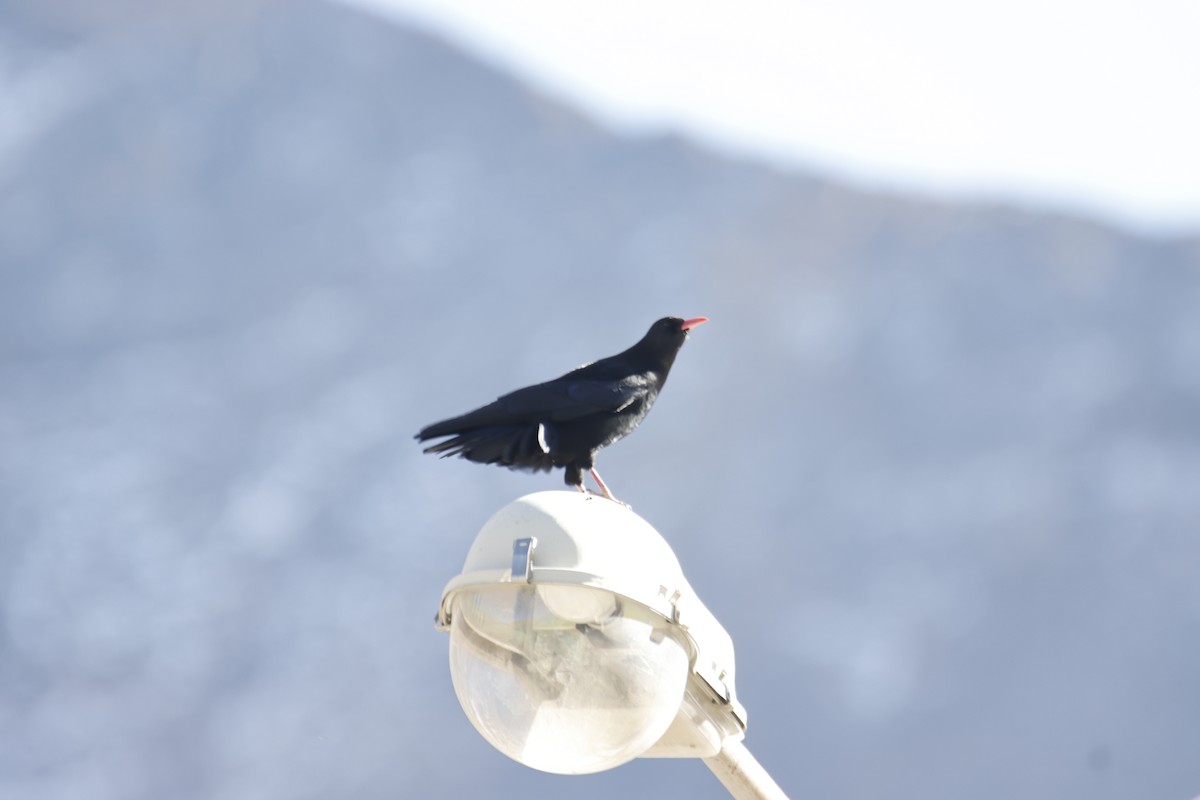 Red-billed Chough - ML532655721