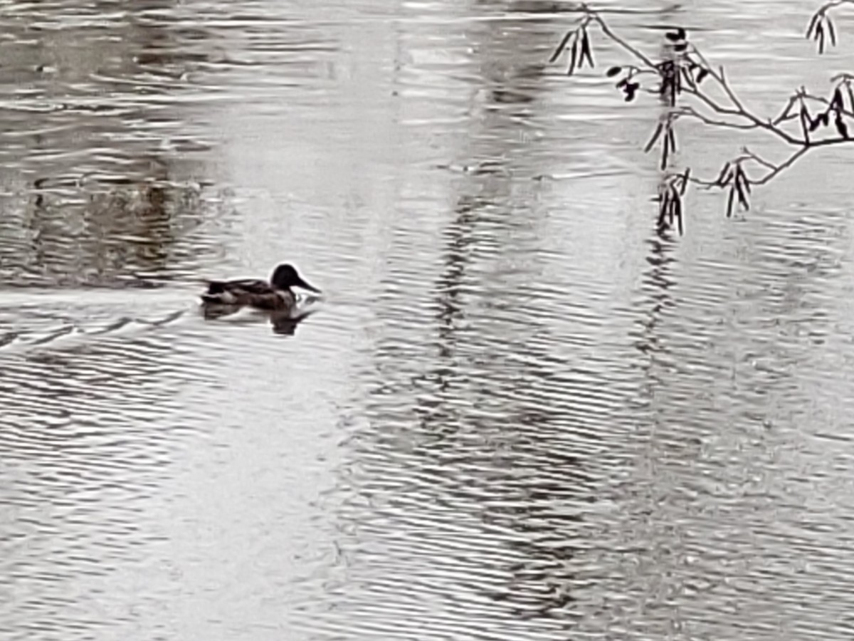 Northern Shoveler - ML532655971