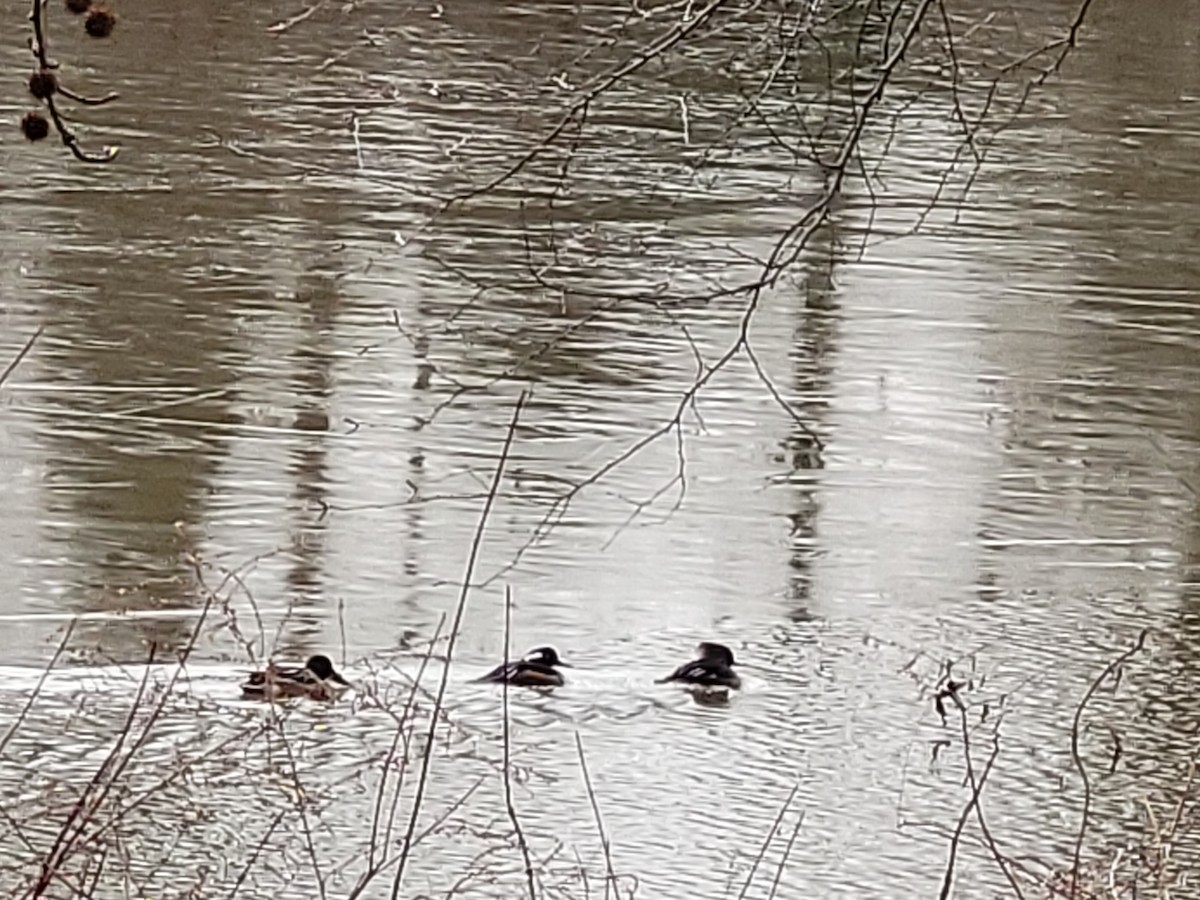 Hooded Merganser - ML532656561