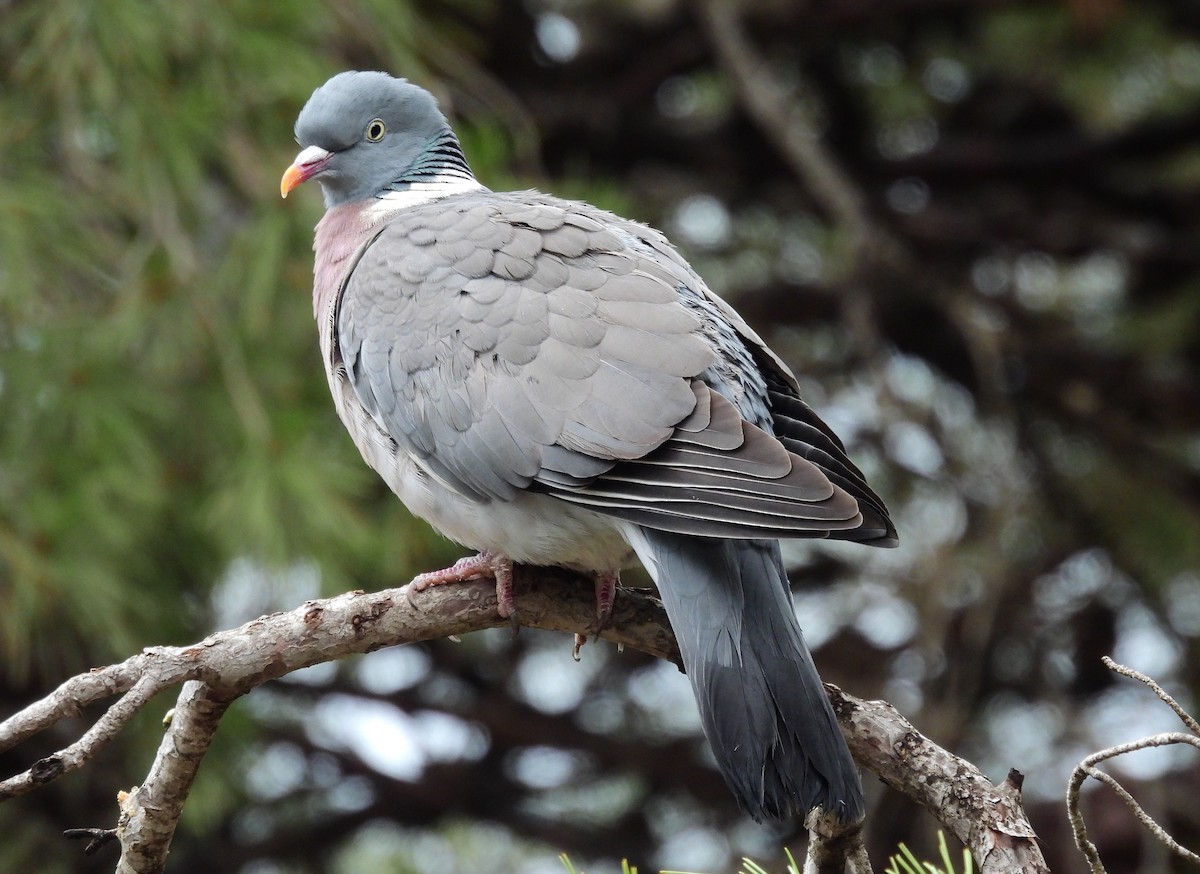Common Wood-Pigeon - ML532656691