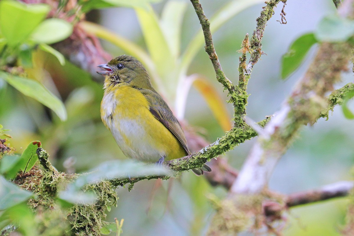 Yellow-throated Euphonia - Nathan Wall