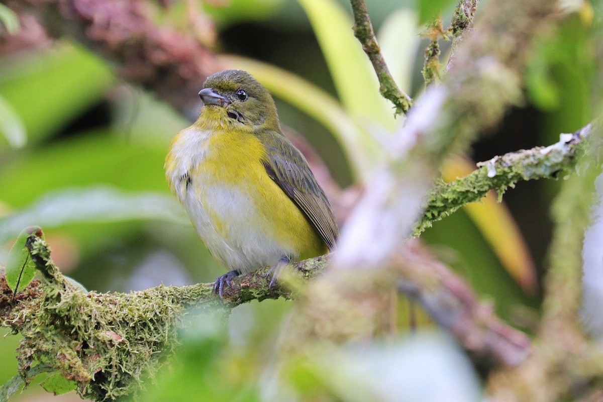 Yellow-throated Euphonia - Nathan Wall