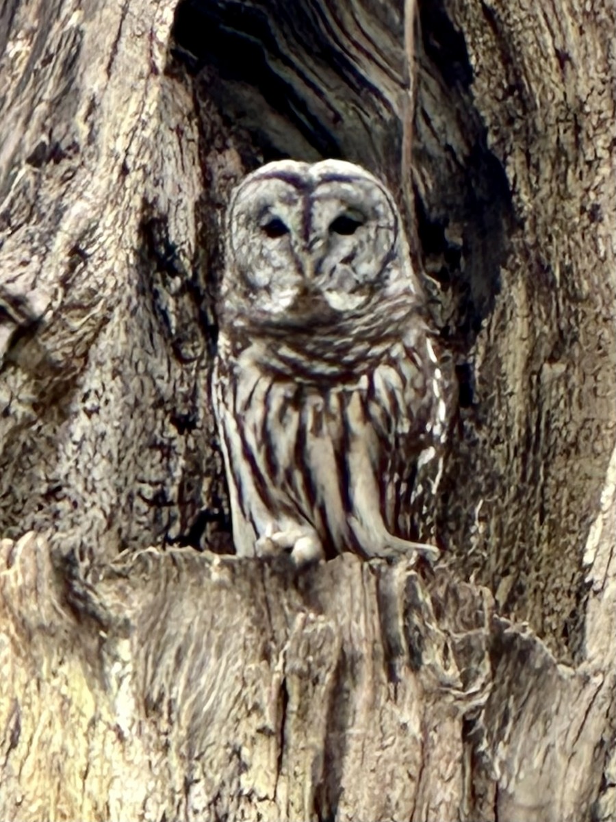 Barred Owl - Jim Smallwood
