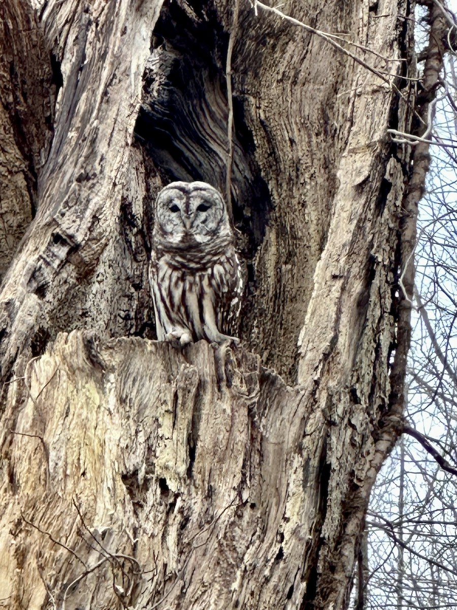 Barred Owl - ML532657711