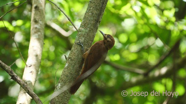 Plain-brown Woodcreeper - ML532657961