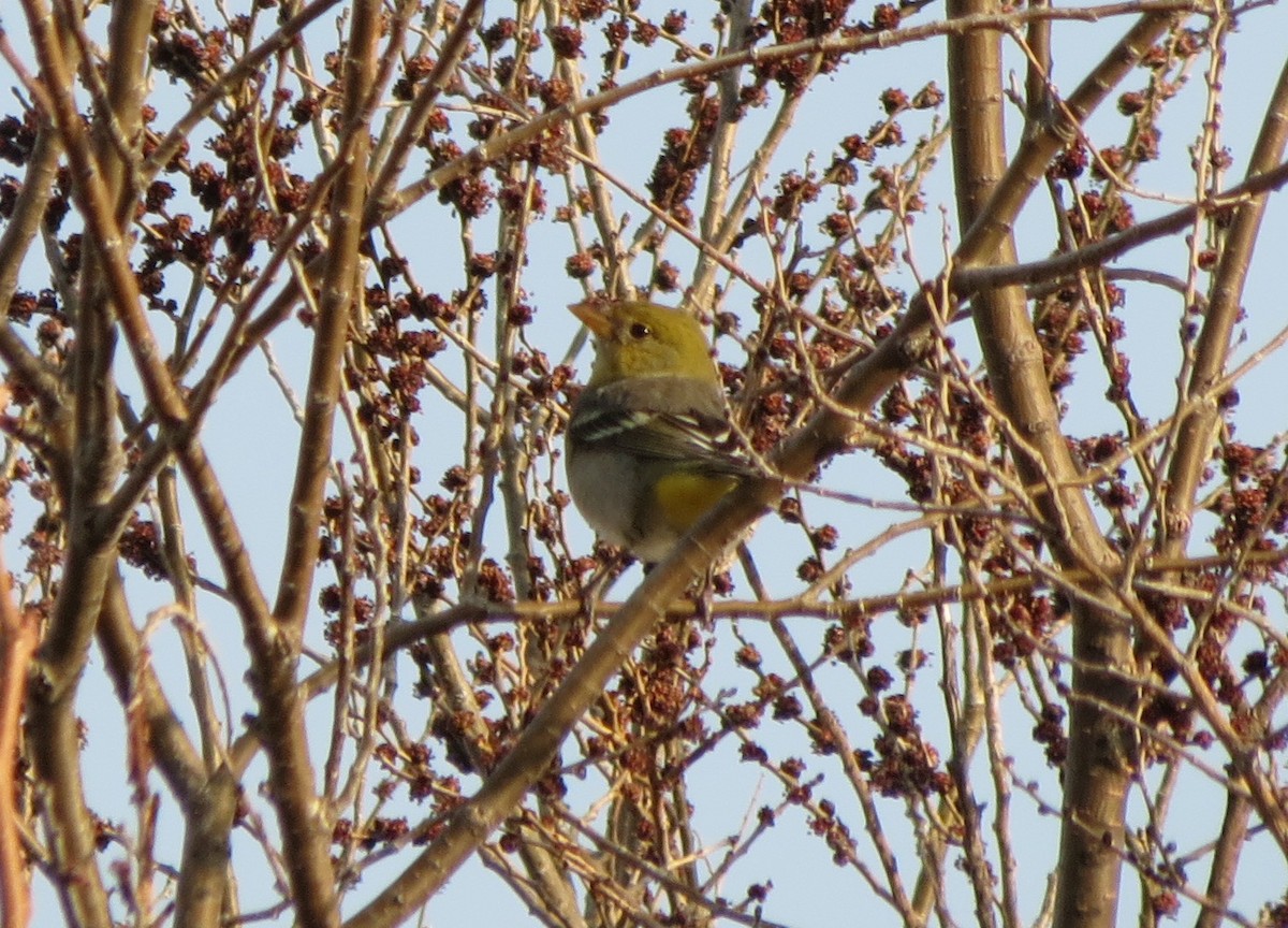 Western Tanager - ML532658171