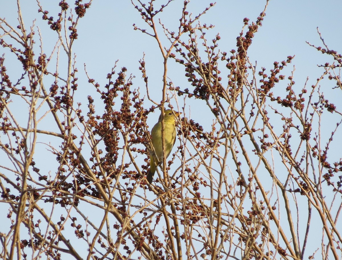 Western Tanager - ML532658181