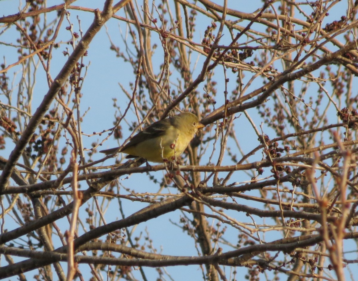 Western Tanager - ML532658191