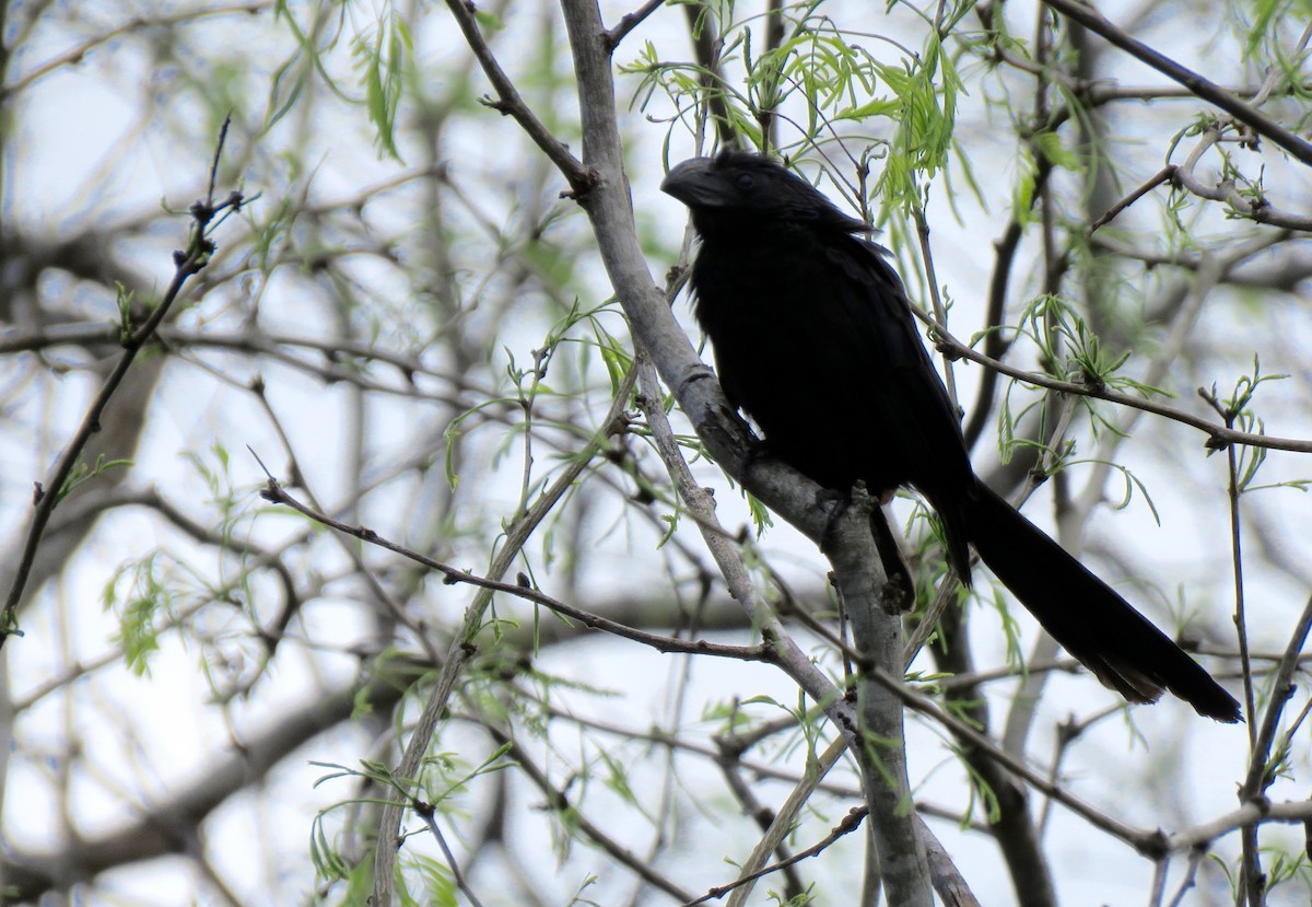 Groove-billed Ani - ML532658361