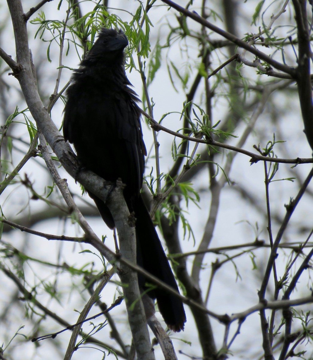 Groove-billed Ani - ML532658371