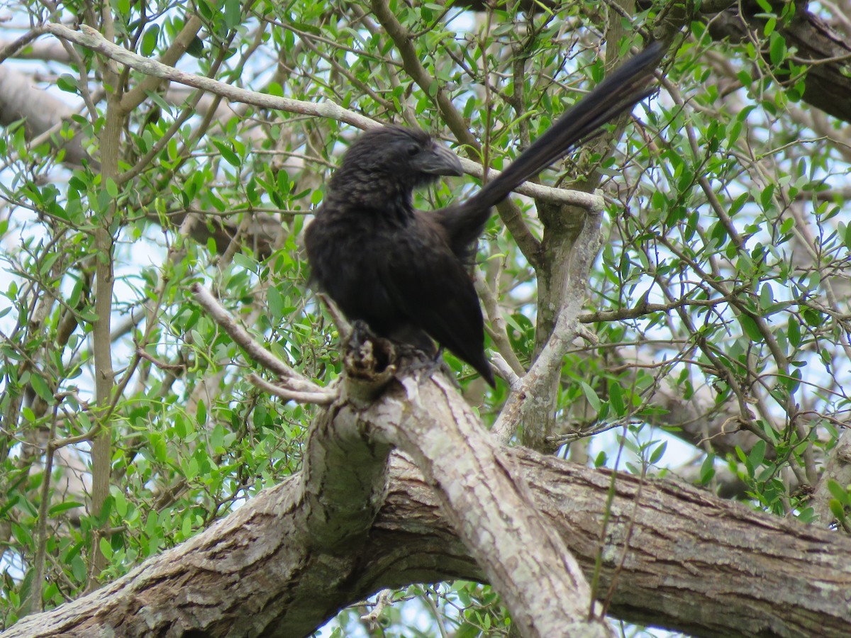 Groove-billed Ani - ML532658431