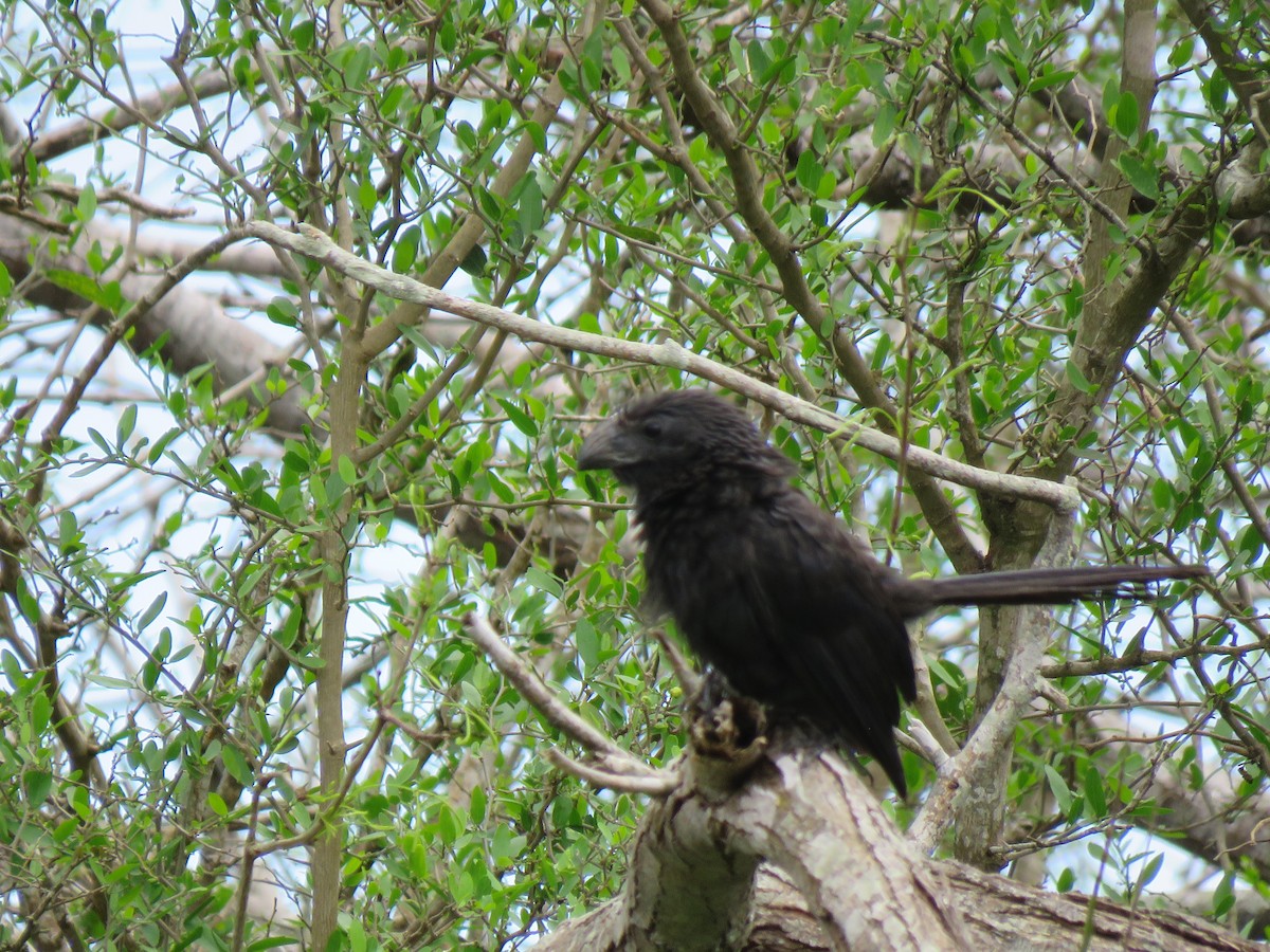 Groove-billed Ani - ML532658441