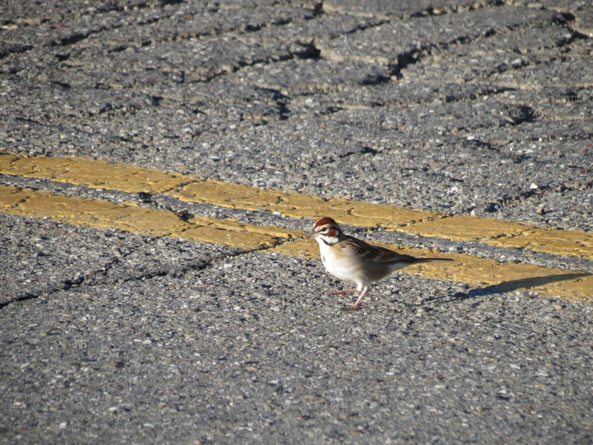 Lark Sparrow - ML532658511