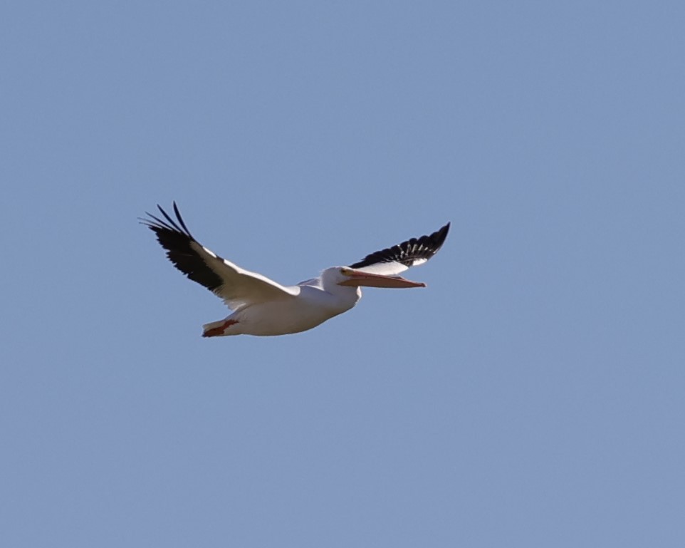 American White Pelican - ML532659351