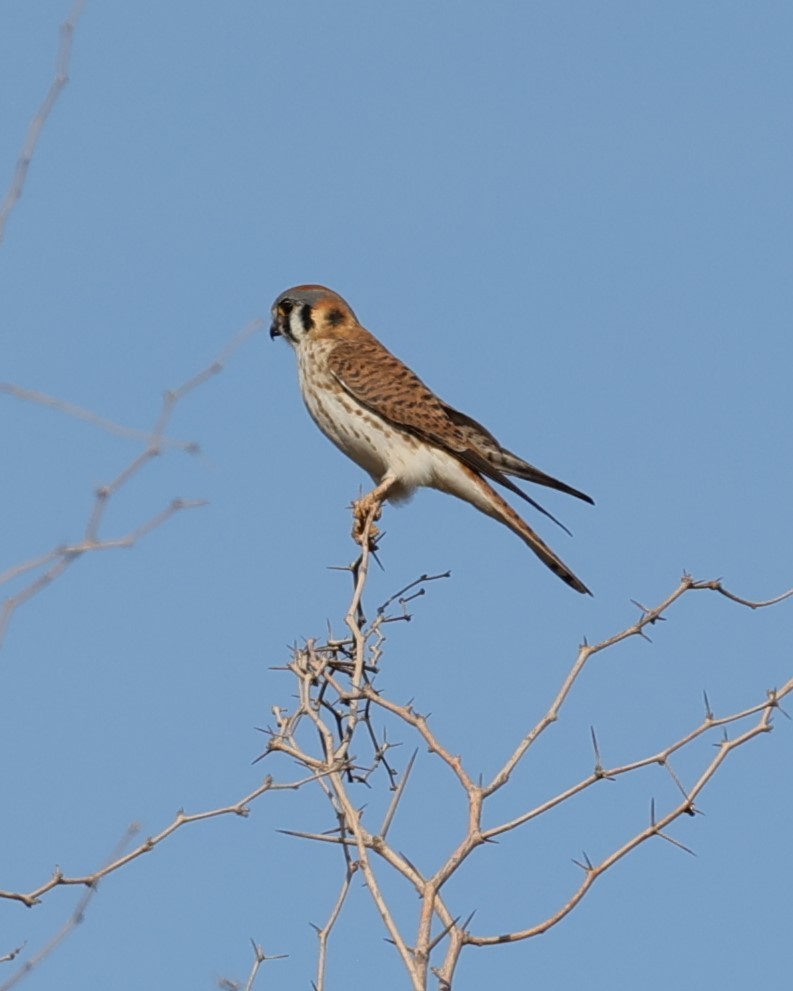 American Kestrel - ML532659581