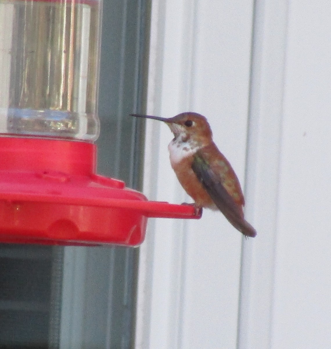 Rufous Hummingbird - ML532660581