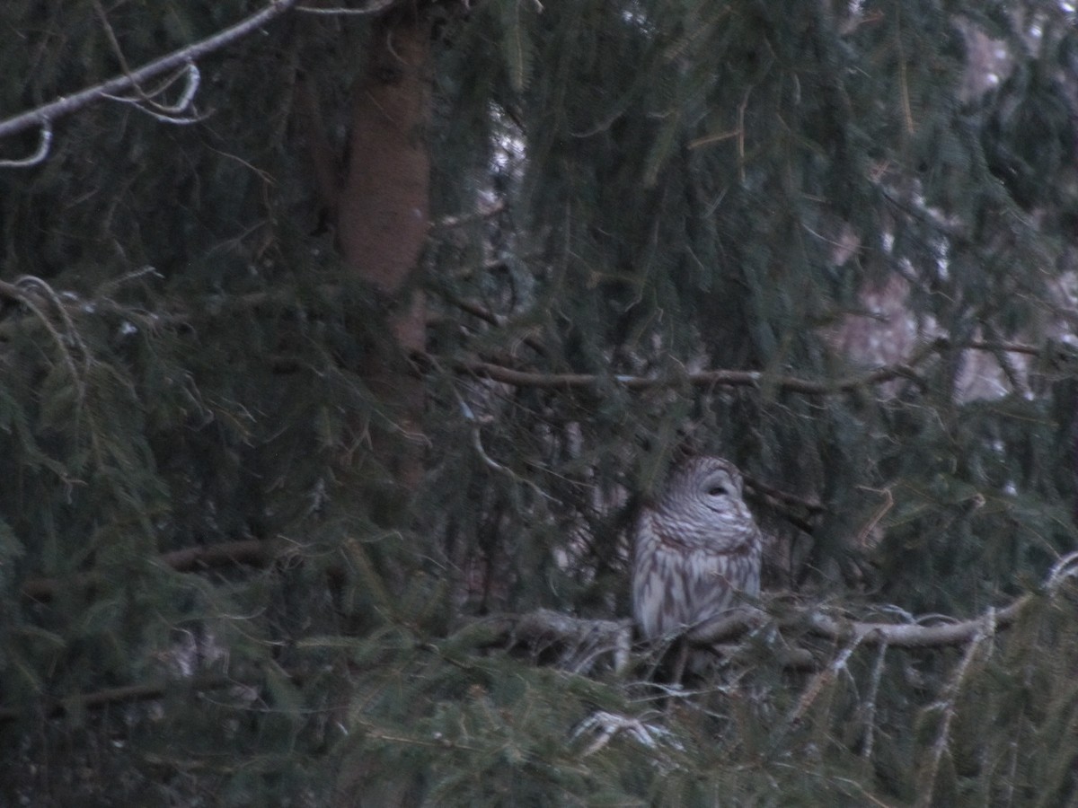 Barred Owl - ML532661111