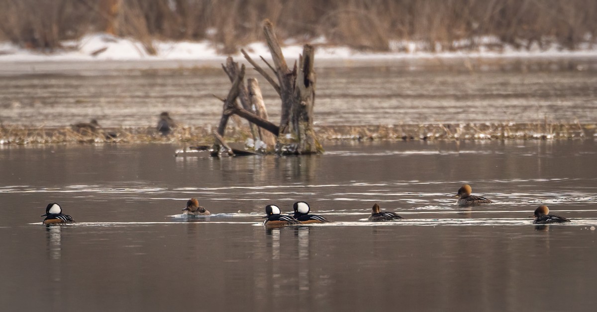 Hooded Merganser - ML532661651